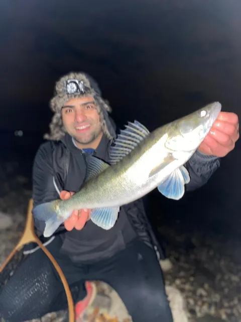Zander
