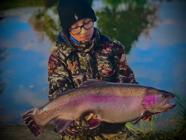 Regenbogenforelle