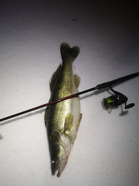 Zander