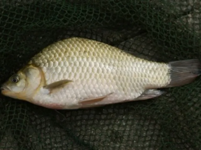 Karausche