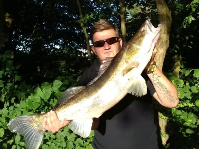 Zander