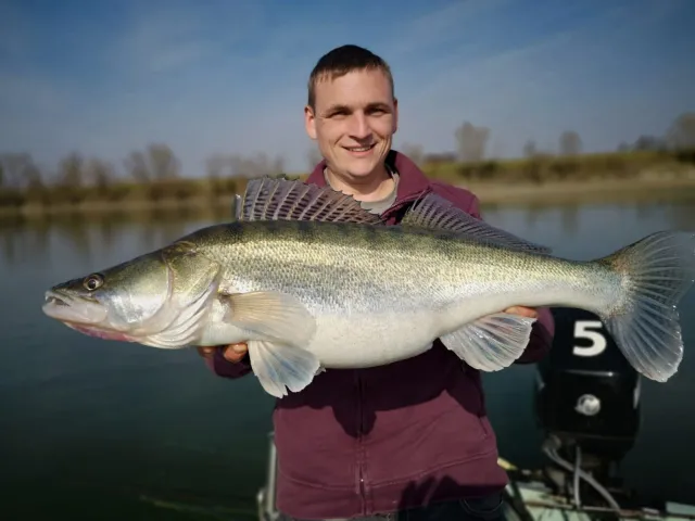 Zander