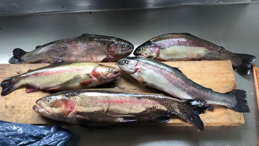 Regenbogenforelle