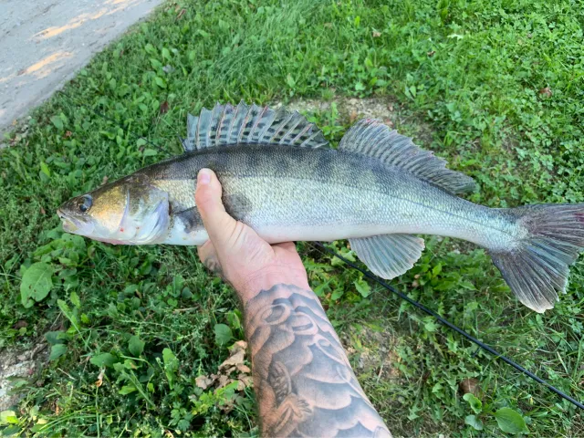Zander