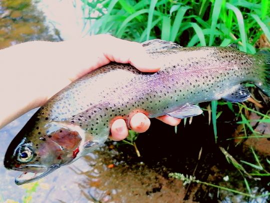 Regenbogenforelle