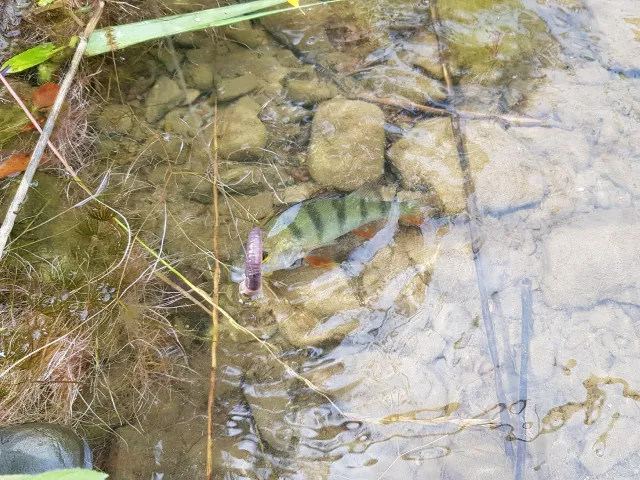 Flussbarsch