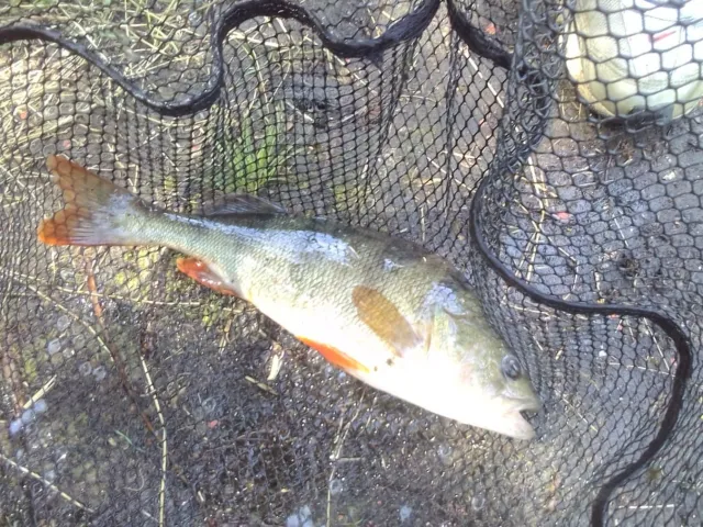 Flussbarsch
