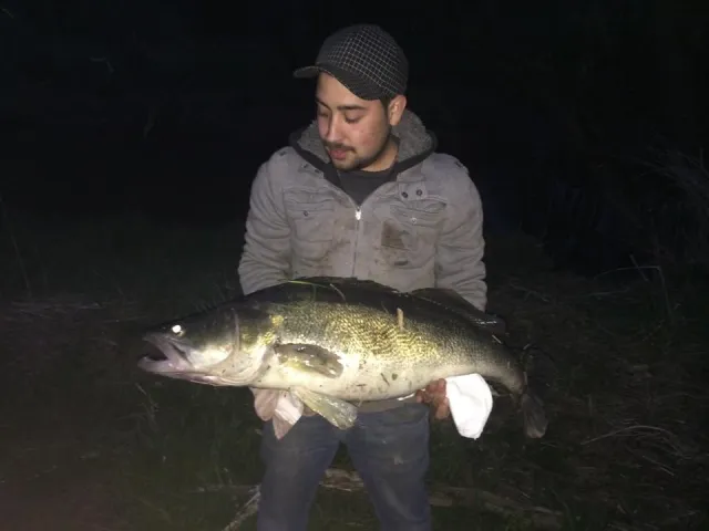 Zander