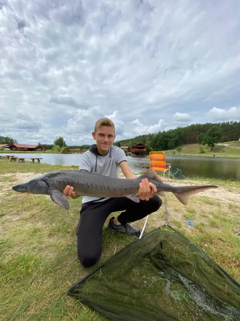 Stör