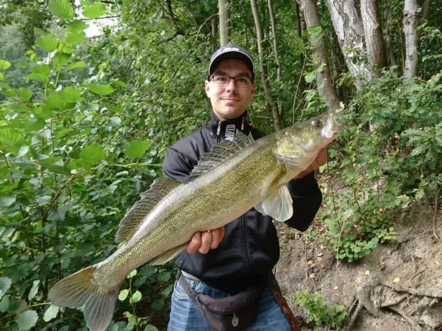 Zander