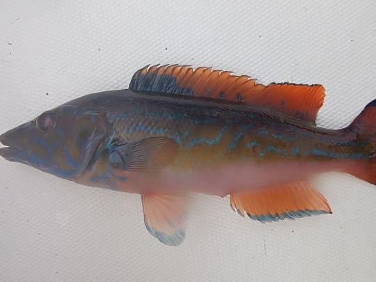Lippfisch