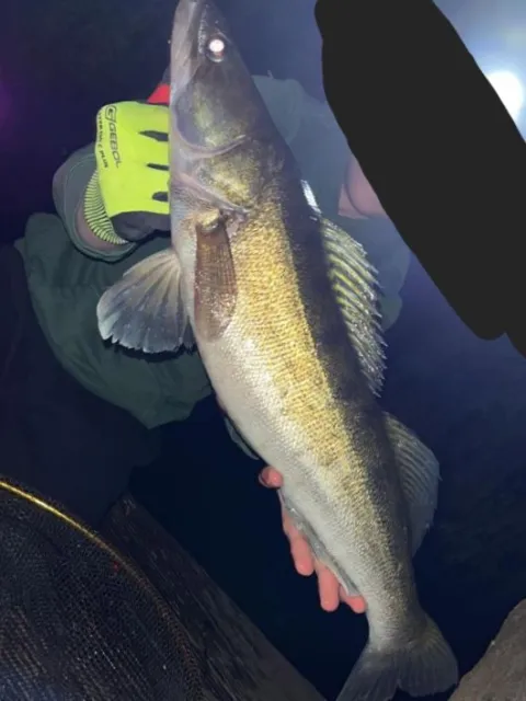 Zander
