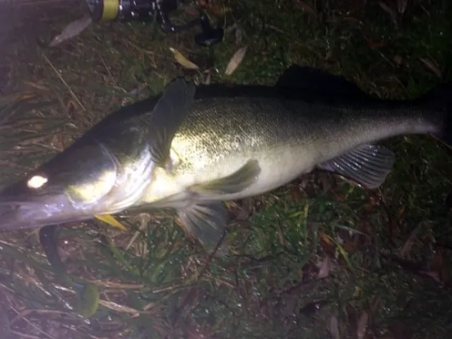 Zander