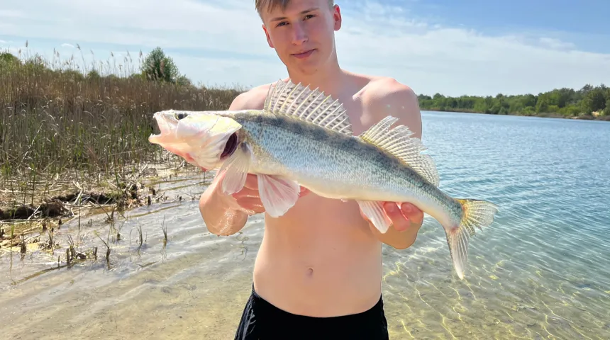 Zander