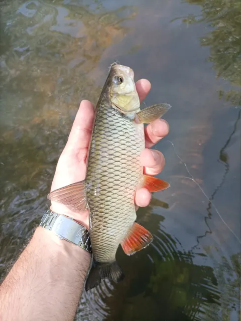 Döbel