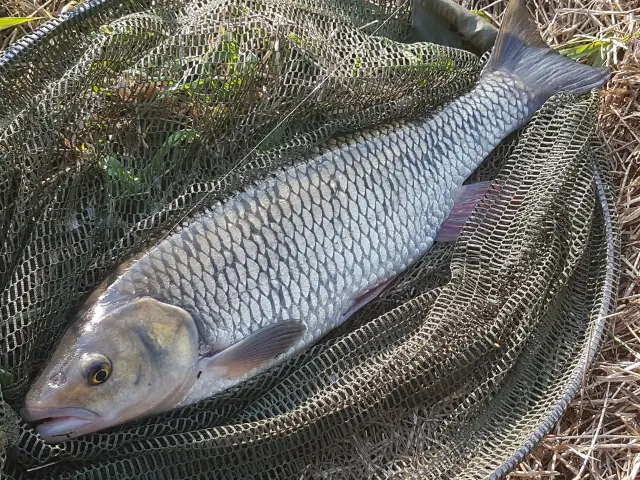 Döbel
