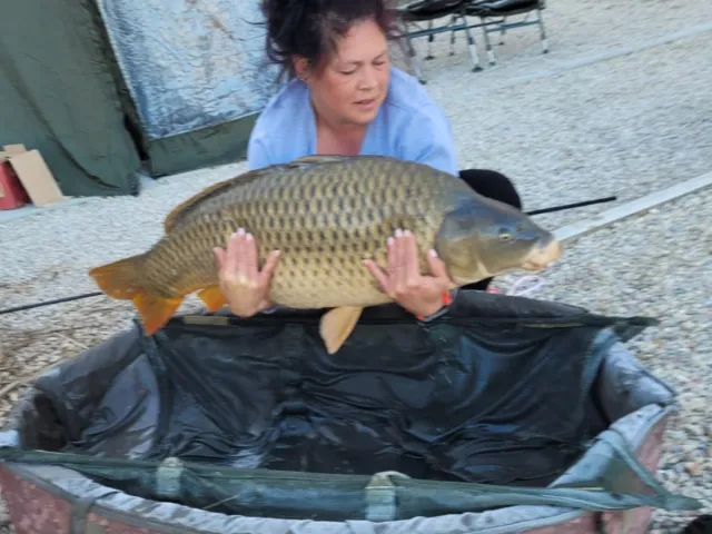Karpfen
