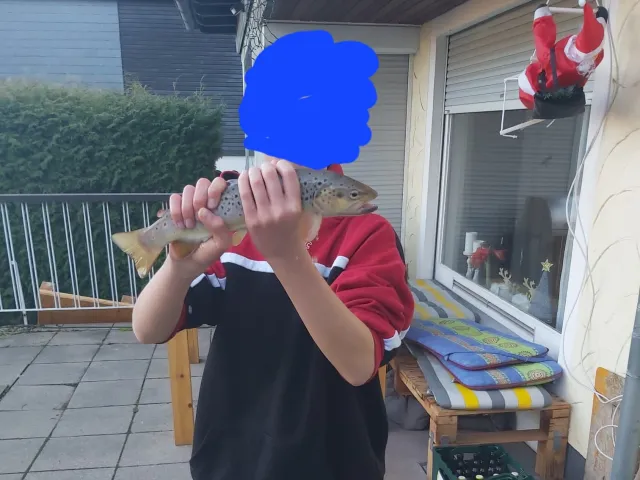 Bachforelle
