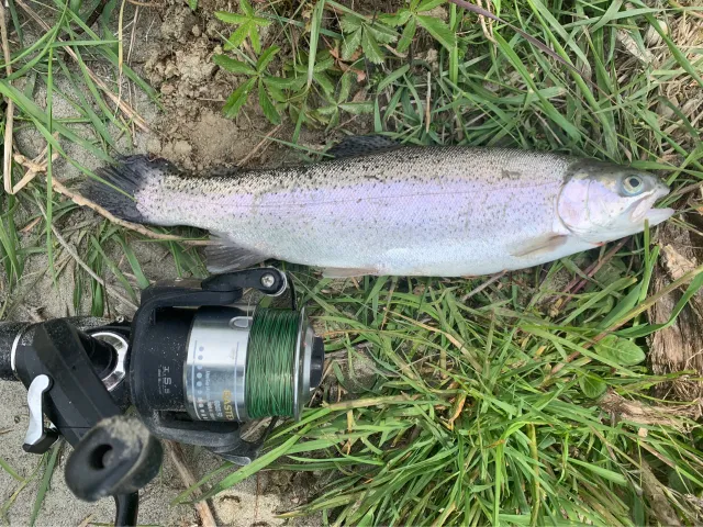 Regenbogenforelle