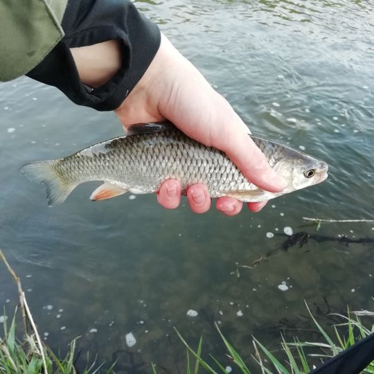 Döbel