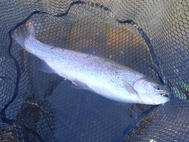Regenbogenforelle