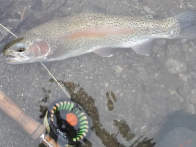 Regenbogenforelle