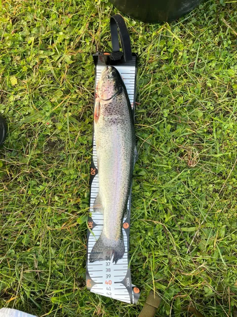 Regenbogenforelle