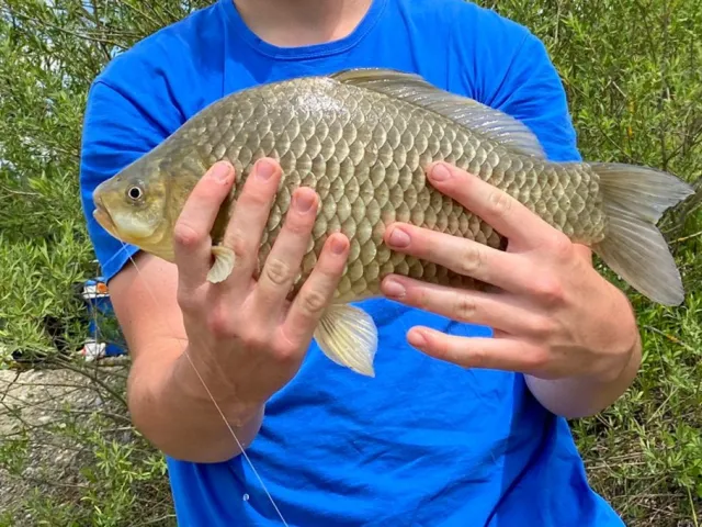 Giebel