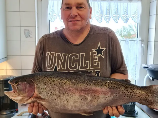 Regenbogenforelle