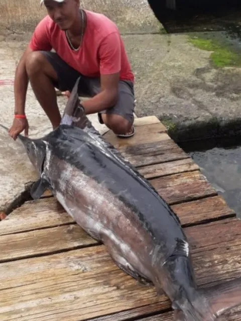 Marlin