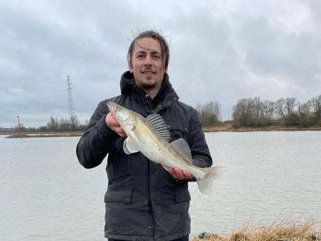 Zander