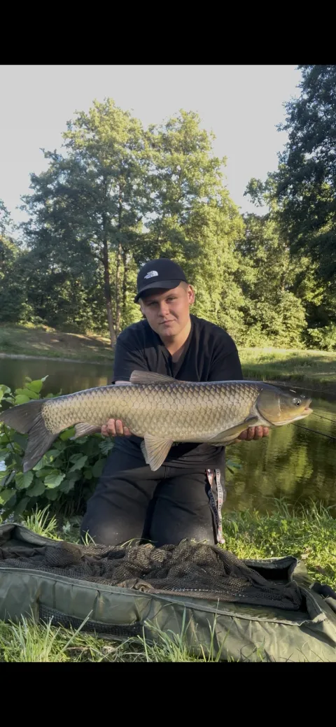 Graskarpfen