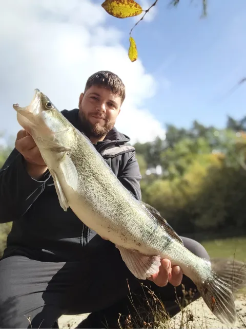 Zander