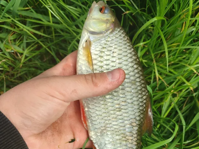 Rotauge