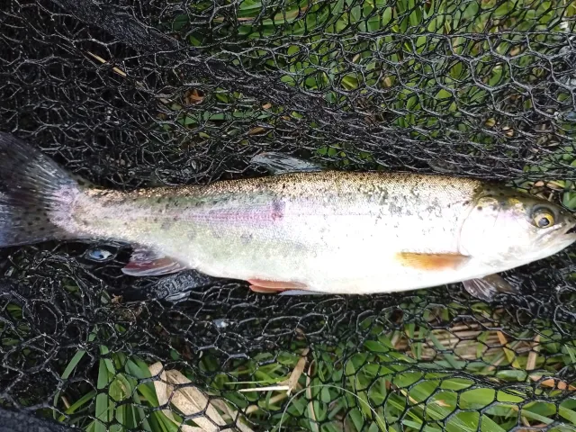 Regenbogenforelle
