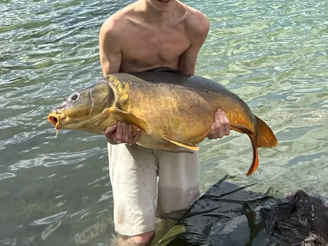 Karpfen