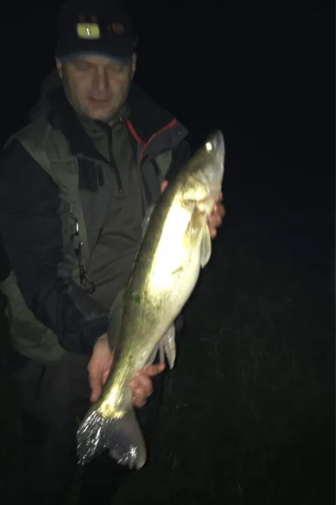 Zander
