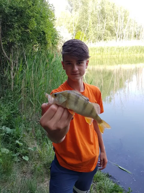 Flussbarsch
