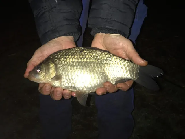 Giebel