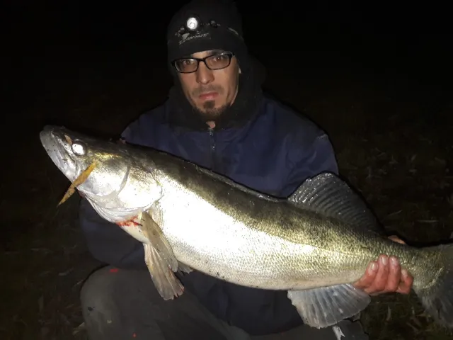Zander