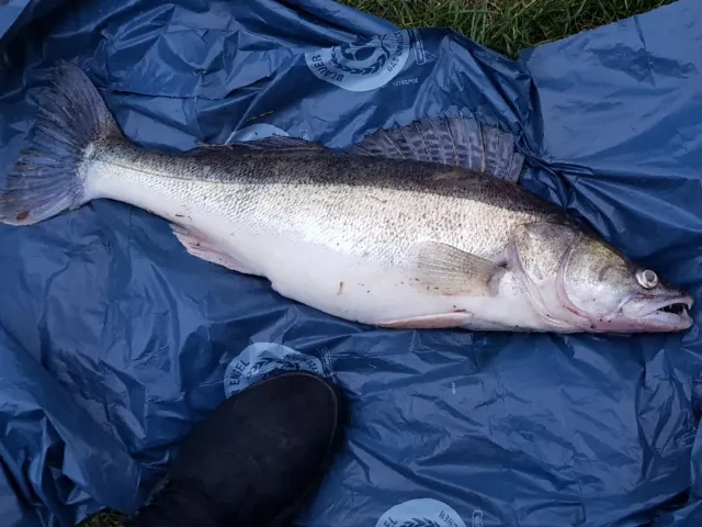 Zander