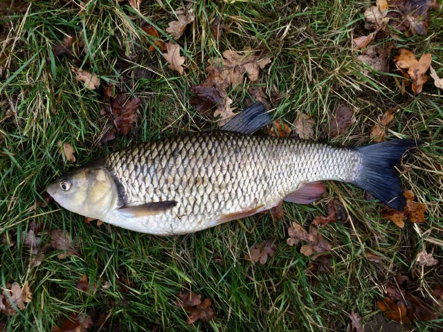 Döbel