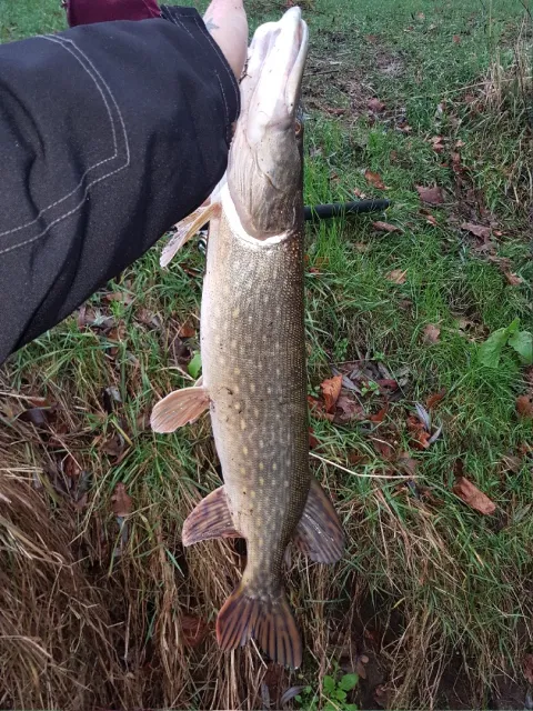 Hecht
