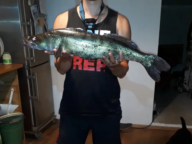 Zander