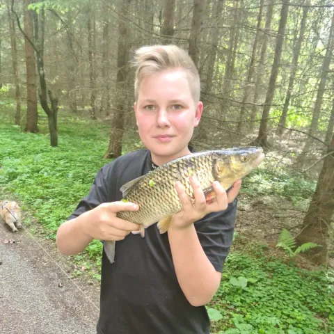 Döbel