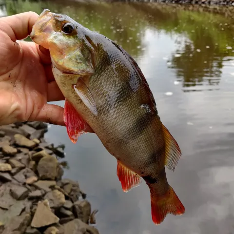 Flussbarsch