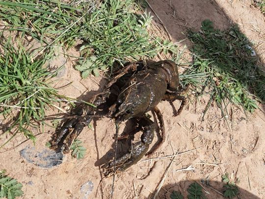 Roter amerikanischer Sumpfkrebs