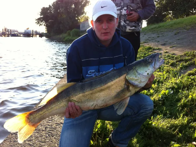 Zander