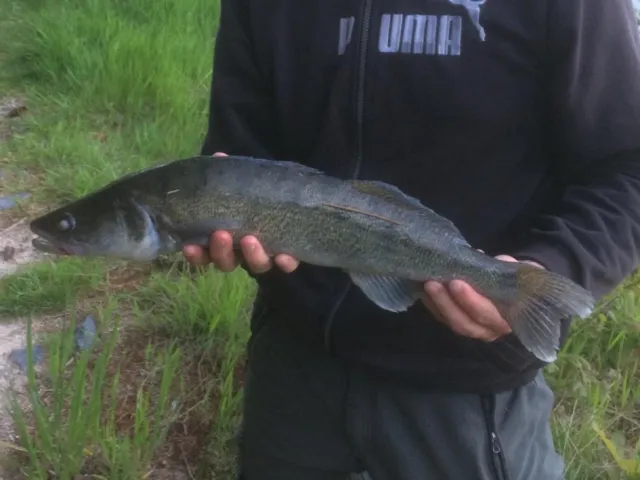 Zander