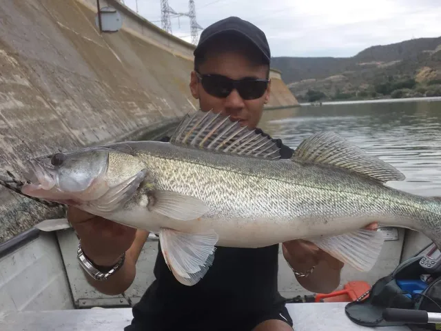 Zander